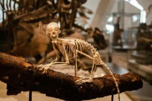 Squelette de sing posé sur une main, dans un musée