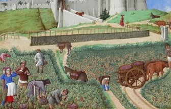 vin-et-vendanges-2